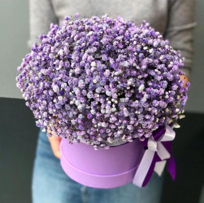 Сиреневая гипсофила