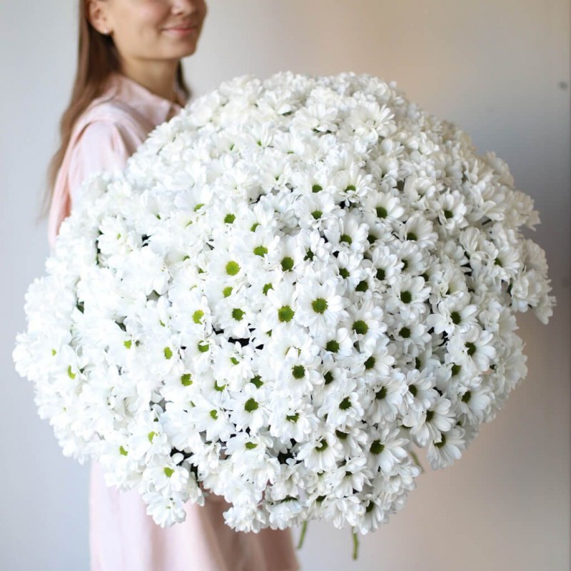 51 хризантема Кишинев
